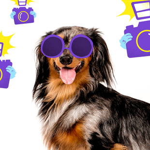 7 famous dachshund owners