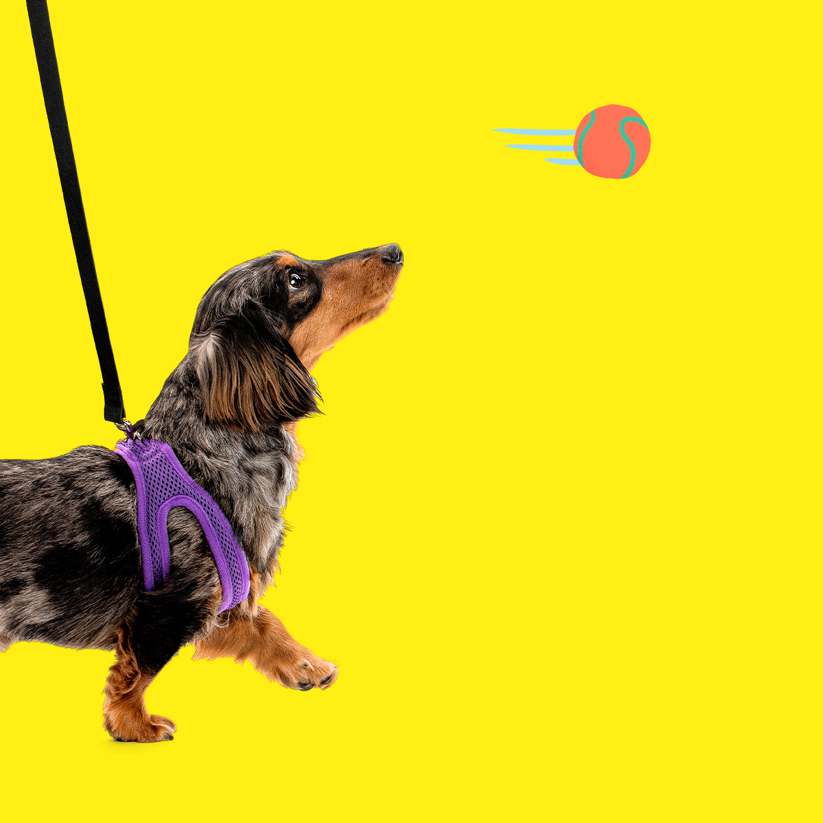 Do Dachshunds Have a Strong Prey Drive? Witzig