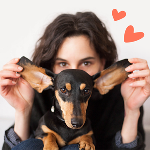 10 things only dachshund owners understand