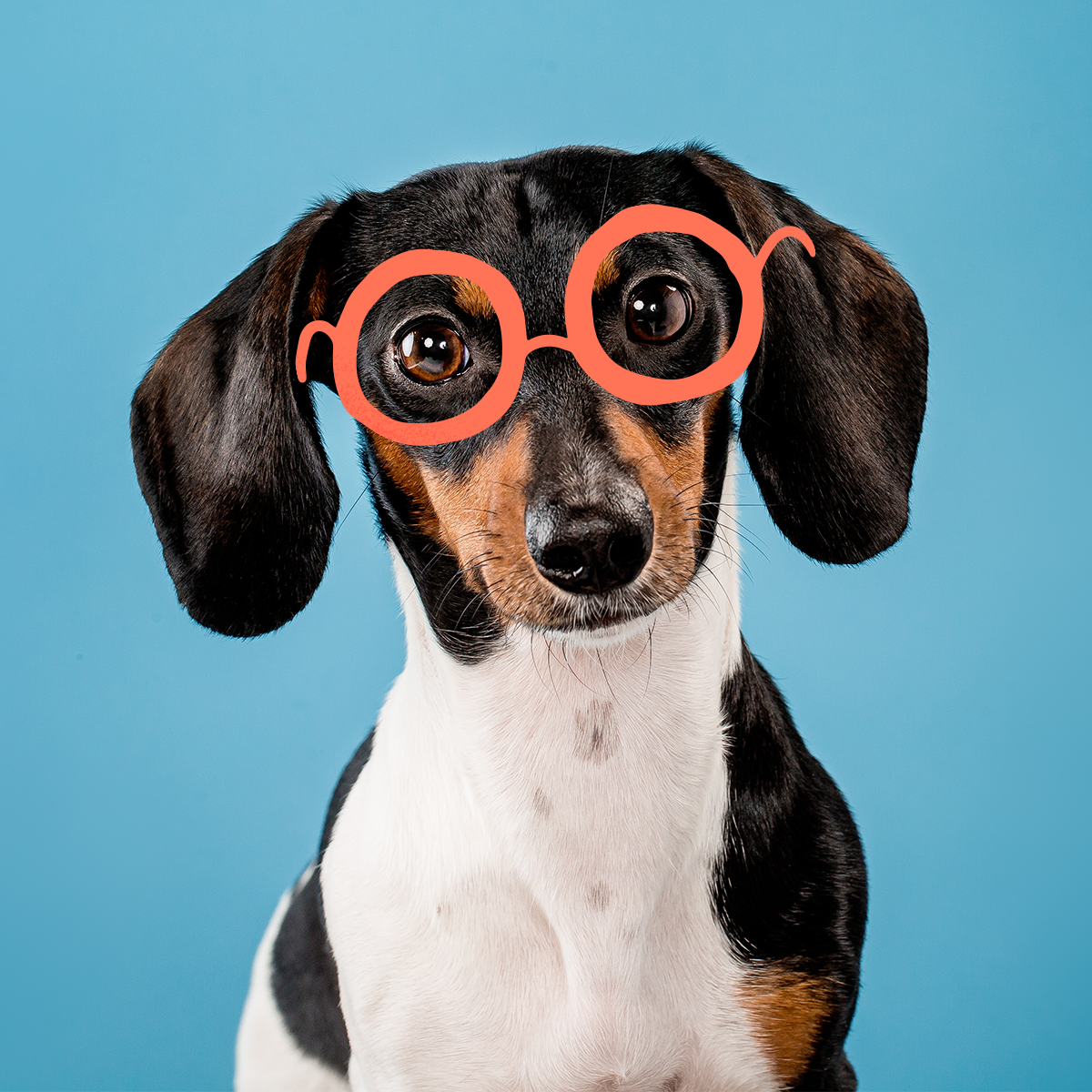 Different types outlet of dachshunds