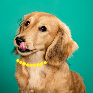 What your dachshund’s coat type says about their personality