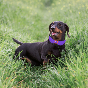 What were dachshunds bred to do?