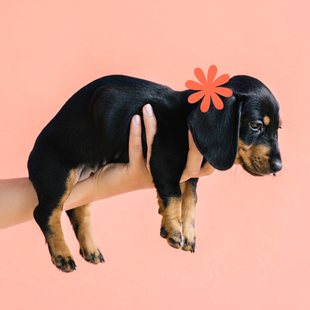 How to hold a dachshund