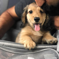 Everything you need for a comfortable car ride with your dachshund