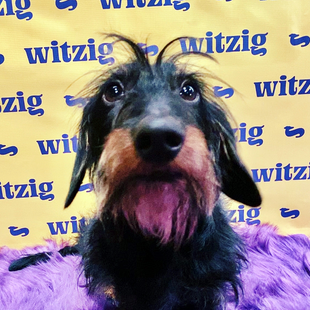 5 movies for when you can’t get enough dachshund