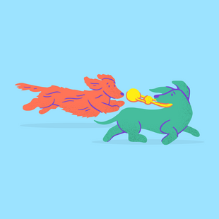 5 ways to keep your dachshund puppy entertained