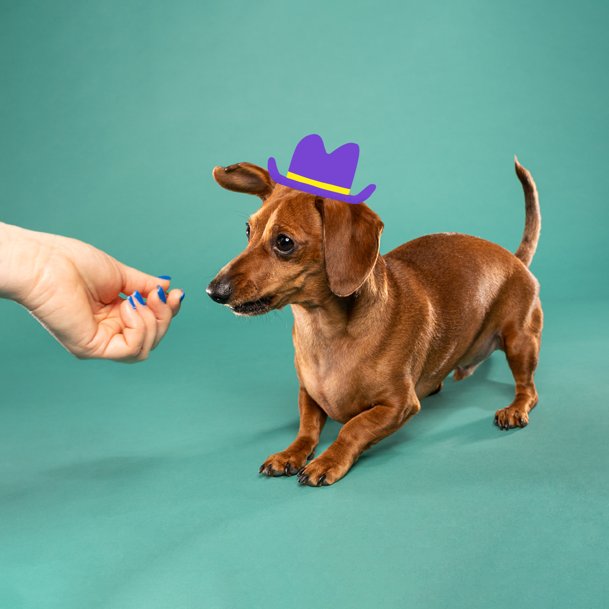 5 tricks every dachshund should know