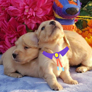 All your questions about dachshund breeding, answered