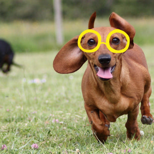 A closer look at wiener races