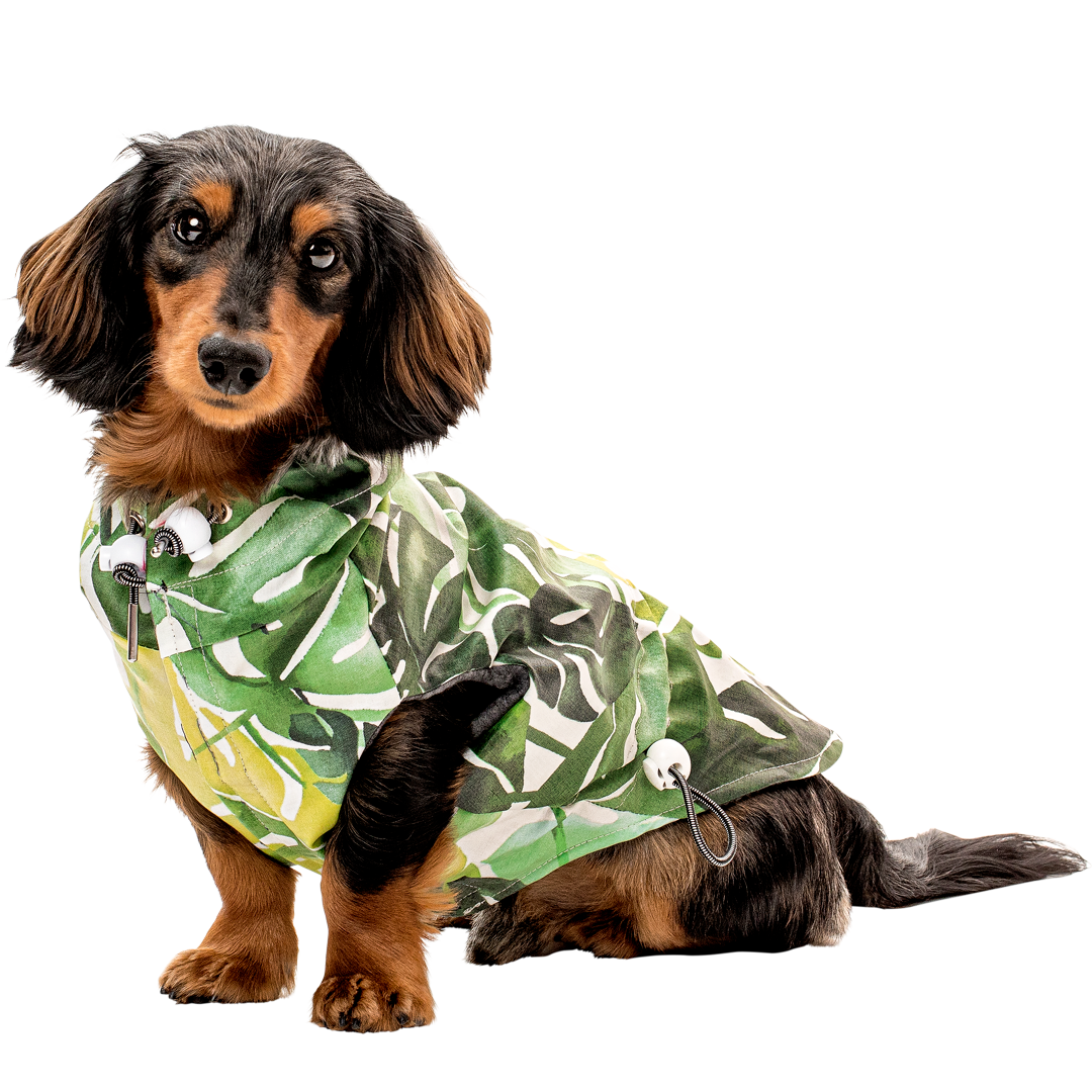 Dachshund in a 2024 raincoat
