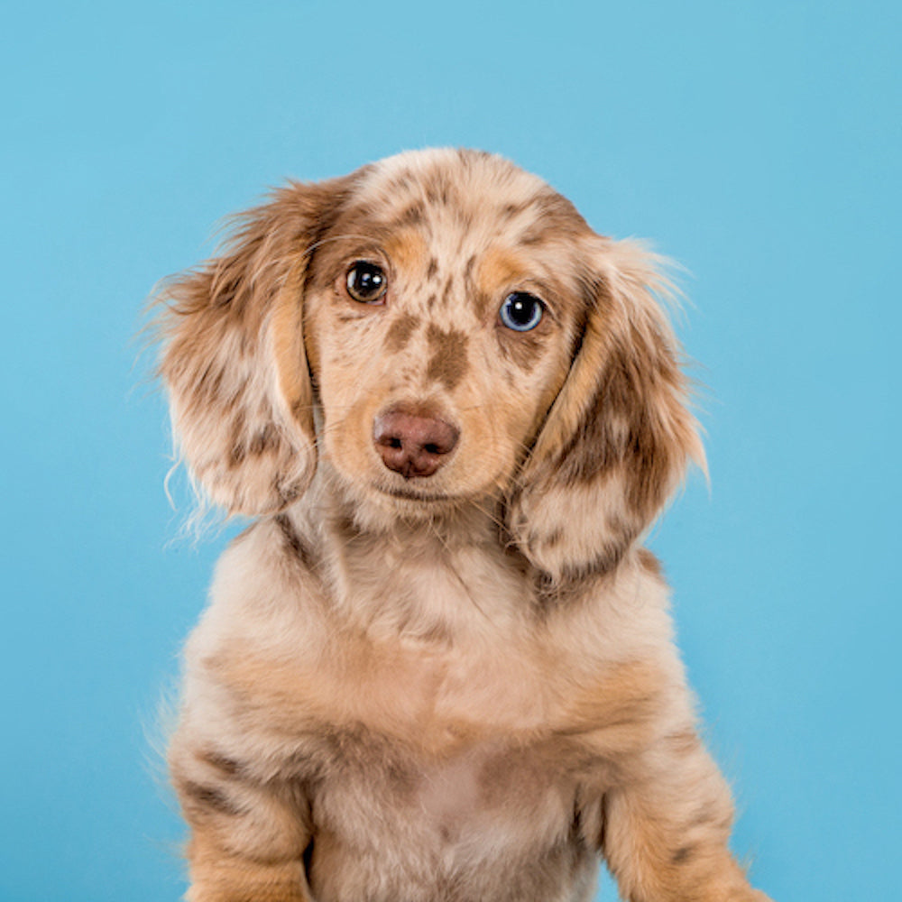 Long Haired Miniature Dachshund