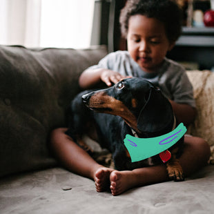 How to prepare your dachshund for your new baby
