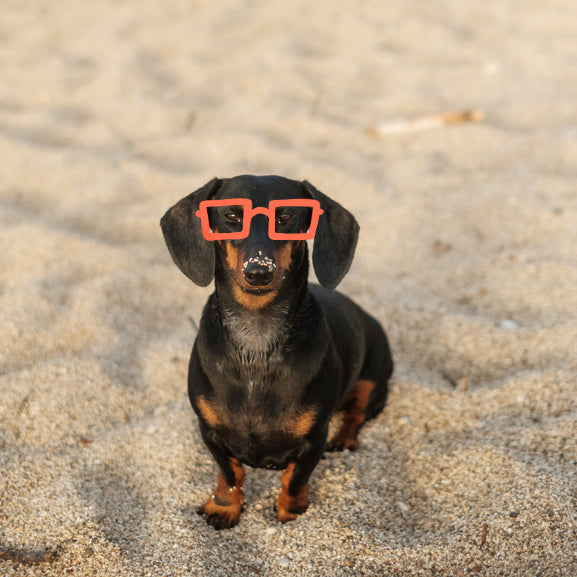 Here’s why your dachshund digs so much