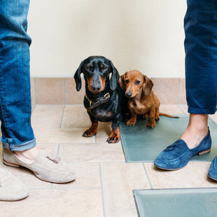 5 tips for potty training your dachshund