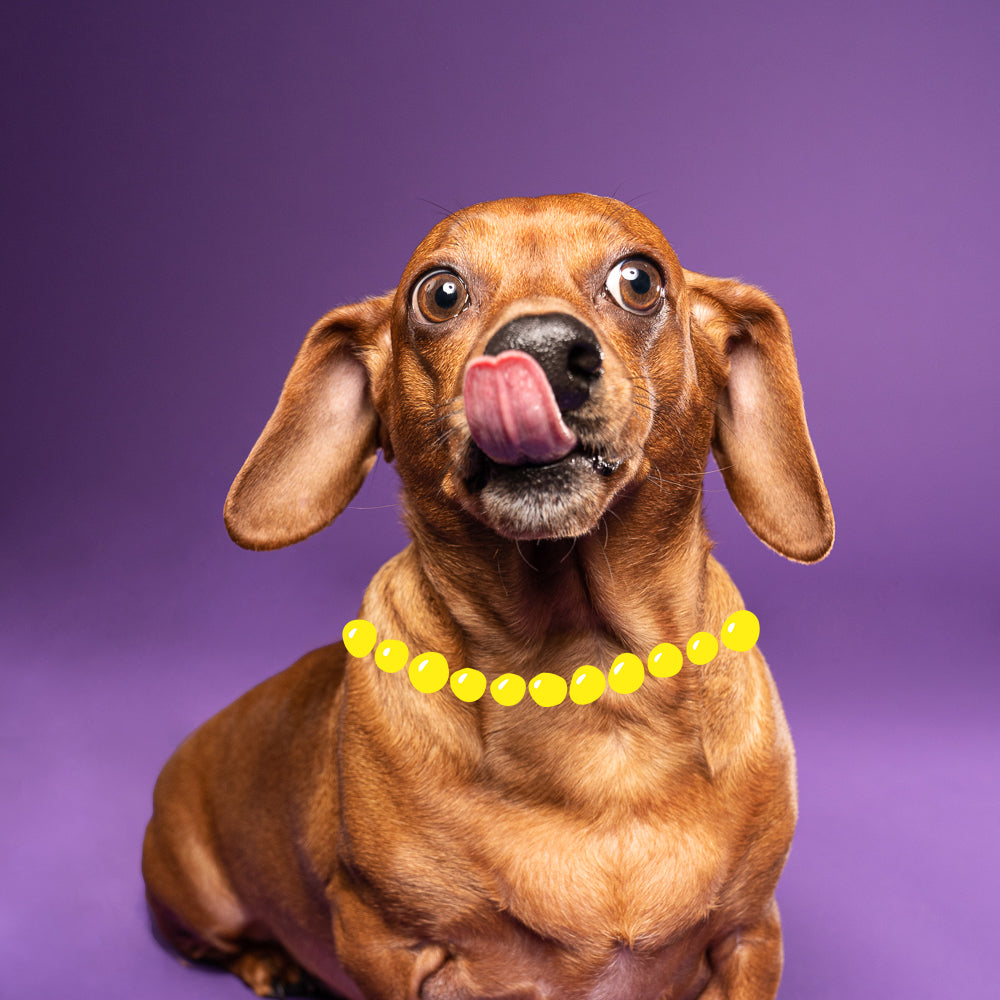 Why do dachshunds lick so much? Witzig