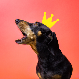 5 reasons why your dachshund keeps barking