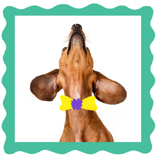 How to clean your dachshund’s ears