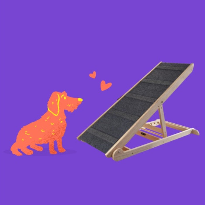 How to teach your dachshund to use a ramp