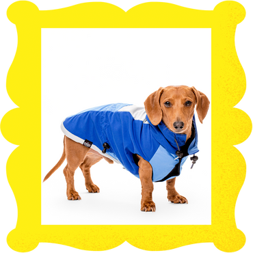 Shop dachshund wearables – Witzig