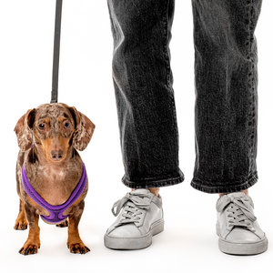 Dachshund harness best sale and leash