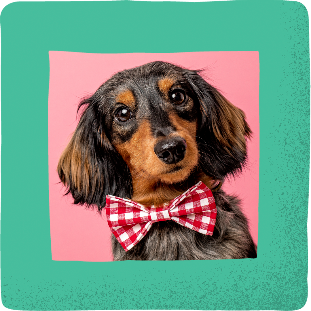 Doxie Gingham Bowtie