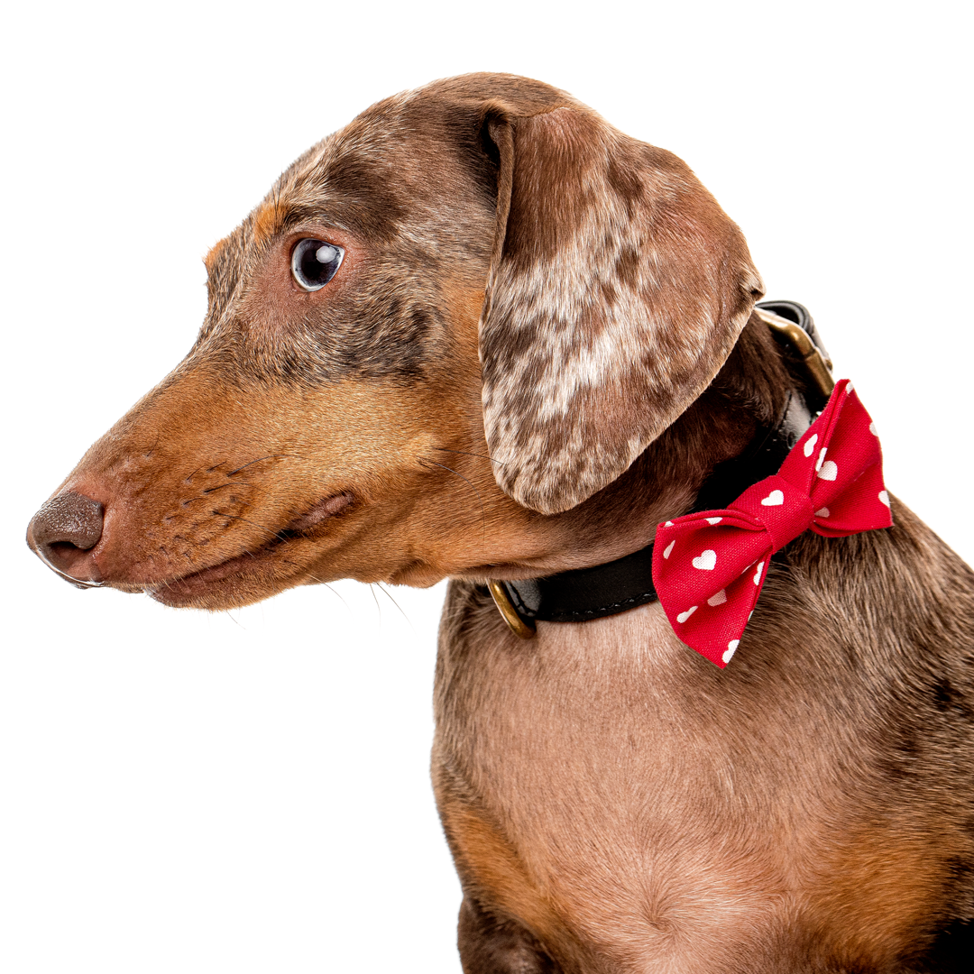 Doxie True Love Bowtie