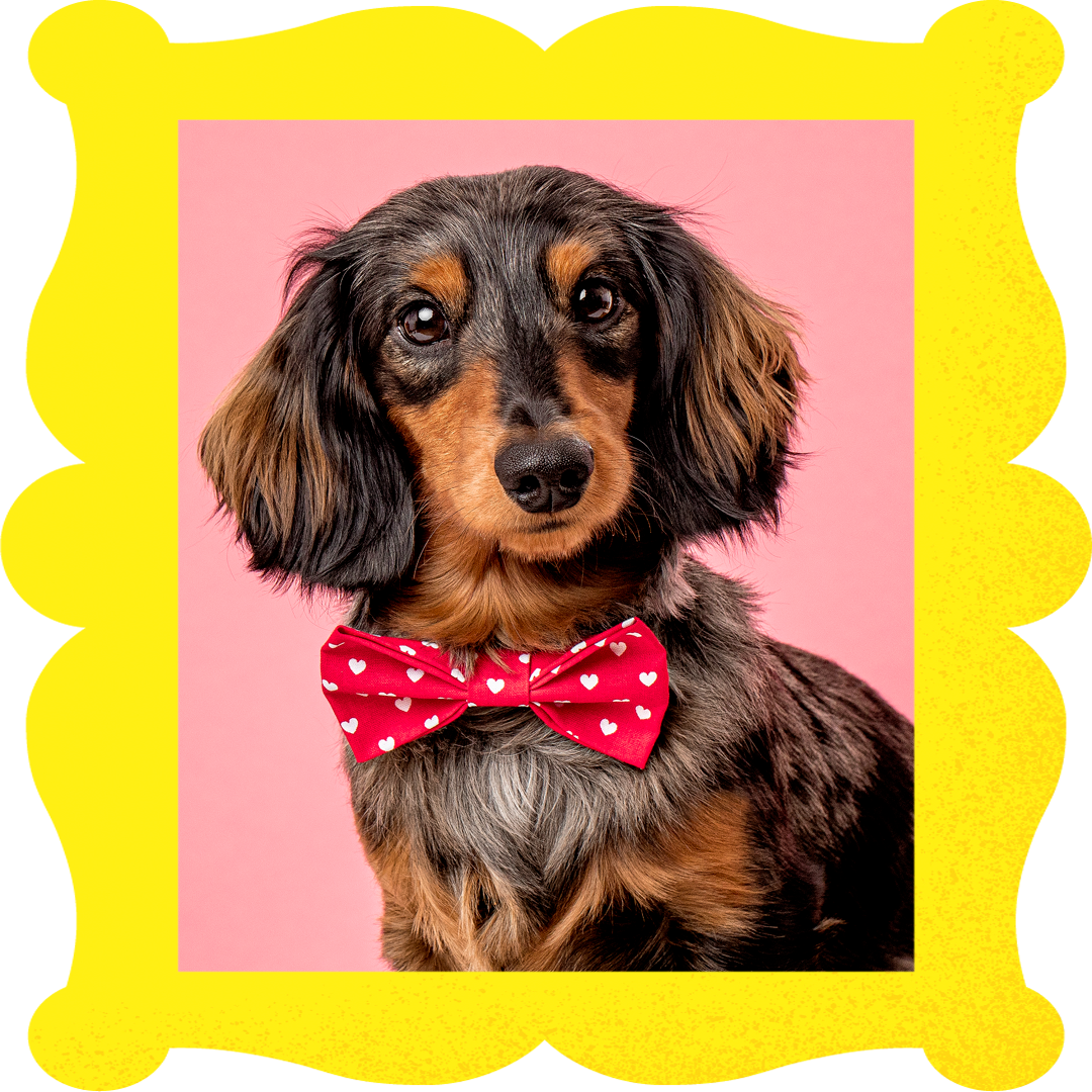 Doxie True Love Bowtie