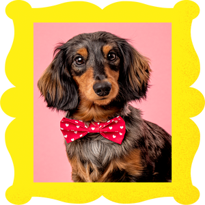 Doxie True Love Bowtie