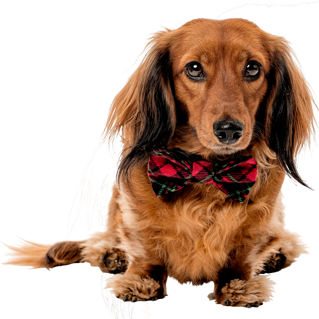 Holiday Tartan <br>Dachshund Bowtie