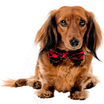 Holiday Tartan <br>Dachshund Bowtie