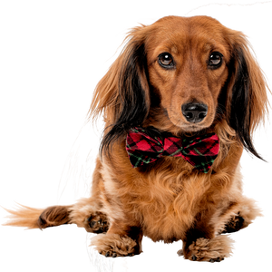 Holiday Tartan <br>Dachshund Bowtie