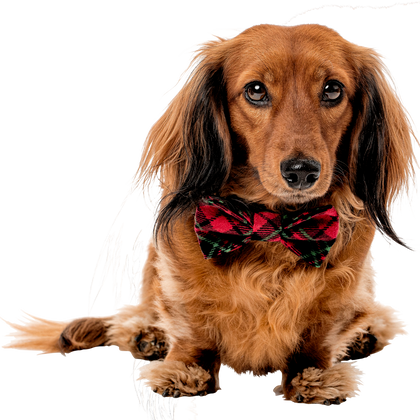 Holiday Tartan <br>Dachshund Bowtie