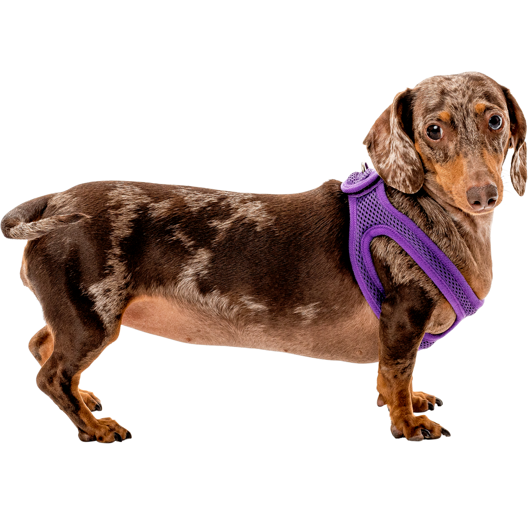 Dachshund harness deals