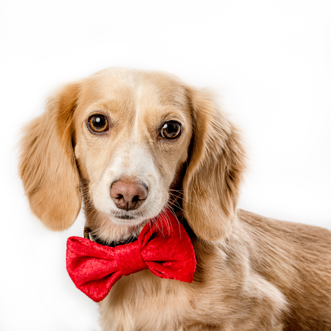 Holiday Velvet Bow Tie