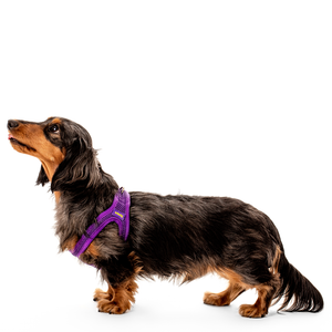 Dachshund halters sales